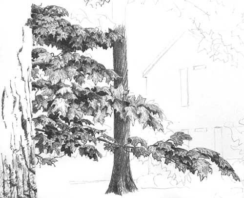 dates tree drawings. Drawing Trees - close up of